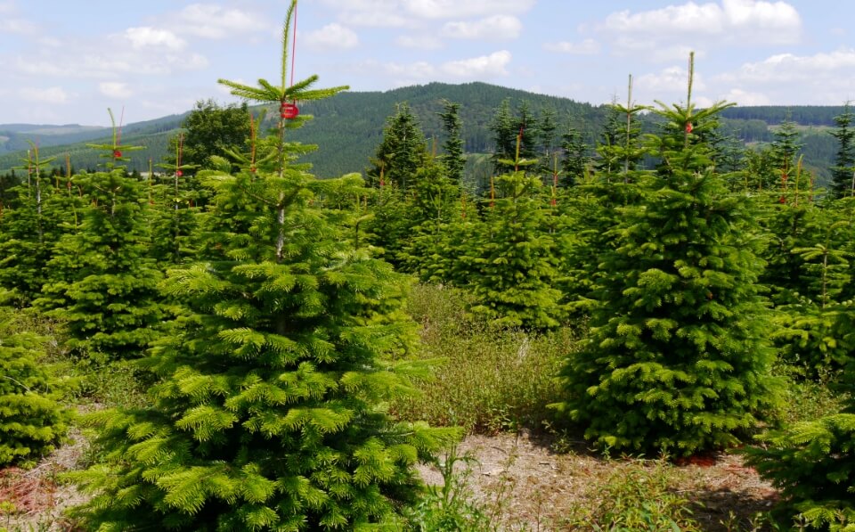 Weihnachtsbaum selber schlagen Weihnachtsbaumerlebnis